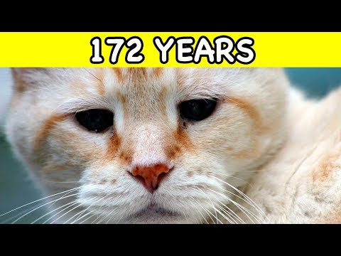The OLDEST CAT In The World 🐈👴