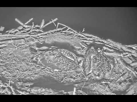 More cuddly osprey chicks! (6/25/19)