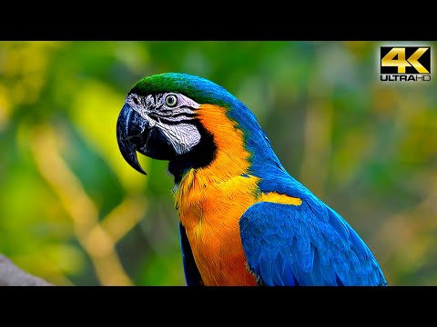 Breathtaking Colors of Nature in 4K I 🐦Beautiful Nature | Sleep Relax Music 4K UHD TV Screensaver