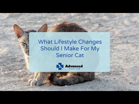 What Lifestyle Changes Should I Make For My Senior Cat