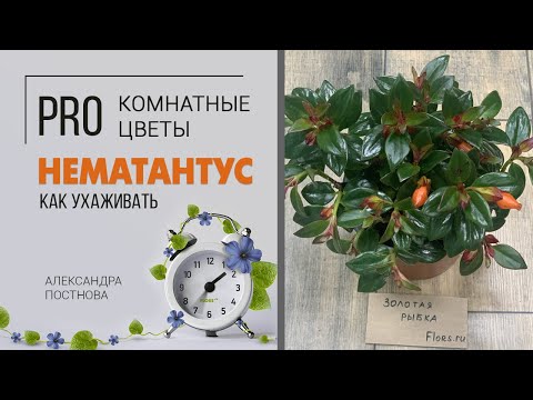 Комнатное растение Нематантус или растение Золотая рыбка - как поселить дома эту красоту без хлопот.