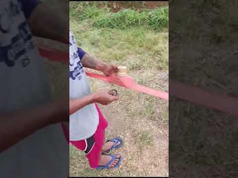 Korban 2 minggu ga d turunin barumbung kolecer habis sisa setengah #senidanbudayasunda #kolecersunda