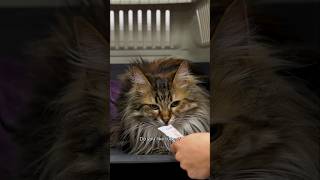 Mesmerized By The Longhair Cat Grooming & De-Shedding