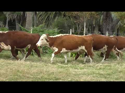 Lote 80 Vacas de Invernada HEREFORD 419kg - , Rocha
