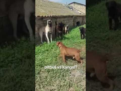 Kangal Vs Pitbull 🤯🦮