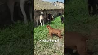 Kangal Vs Pitbull 🤯🦮