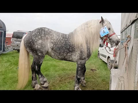 Armăsarii lui Bogdan Dumitrescu de la Mizil-Prahova 2022