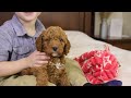 Goldendoodle dogs for sale: Sam - Video 1