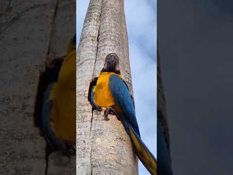Caldas Novas