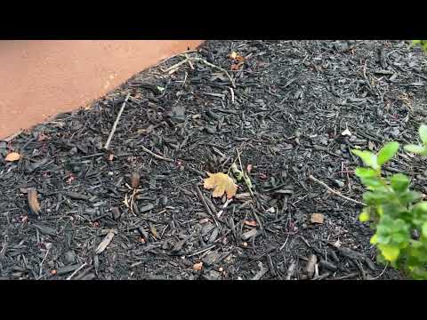 Ants Trailing Across the Home in Princeton...