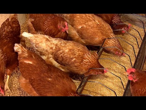 Einfach erklärt: Hühner richtig füttern und tränken.