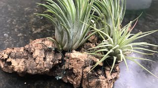 How to Mount Air Plants (Tillandsias) on Cork
