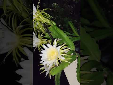 Dragon fruit flowers #bangladeshifood #food #shortvideo #dragon  #fruit #hashtags