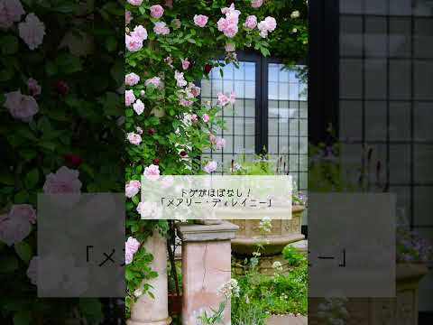 成長の早いつる性植物 - Campsis - Virginia Jasmine - トランペット