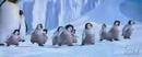 Pinguin Dance