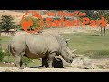 POV Africa Tram Ride At San Diego Zoo Safari Park