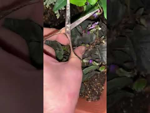 一般的な夜スミレ 植物