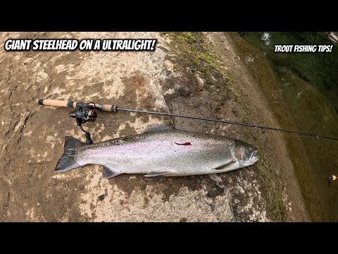 Only Lure You NEED to Catch GIANT River Steelhead or Trout!