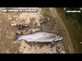 Only Lure You NEED To Catch GIANT River Steelhead Or Trout
