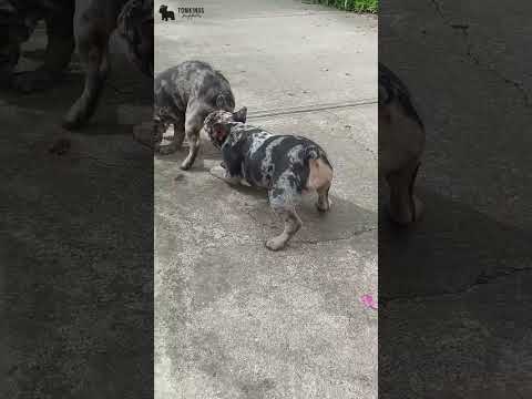 Video 3