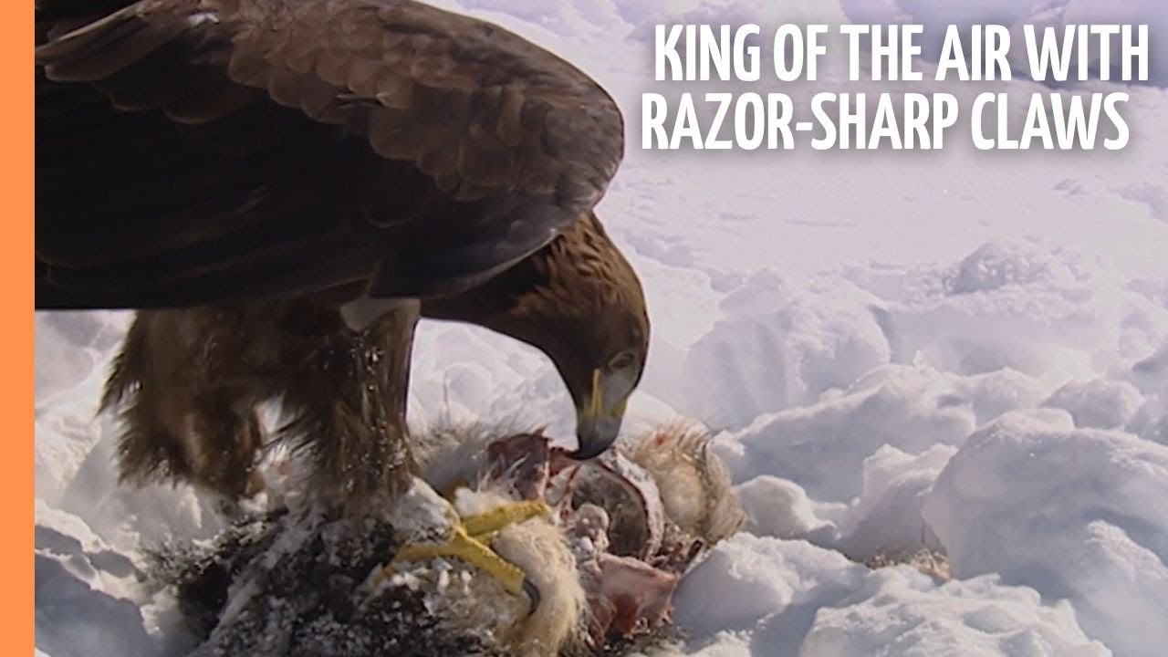 The Golden Eagle - King of the air with razor-sharp claws