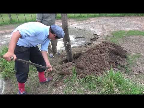 Tareas rurales. Arreglando un poste.