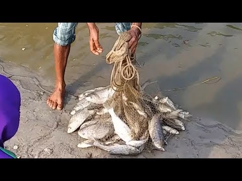 Net Fishing | Catching lot of fish by Cast net | Net fishing in a village Pond