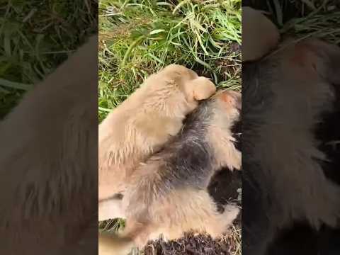estos lindos perritos en casería pitufina y chicanero chitaga norte de Santander Colombia 🇨🇴🙏🏼