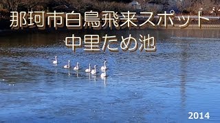 preview picture of video '那珂市白鳥飛来スポット・中里ため池２０１４'