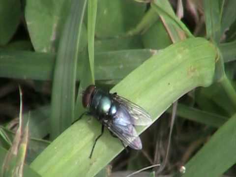 Blow Fly (Calliphoridae) on Grass Blade