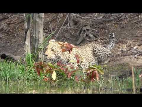 Leopard at Lake Panic bird hide, Kruger National Park, South Africa, September 2016
