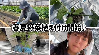 【姉妹農業】少量多品目ハウス内の春夏野菜の植え付けの様子🌱#少量多品目 #農家 #家庭菜園