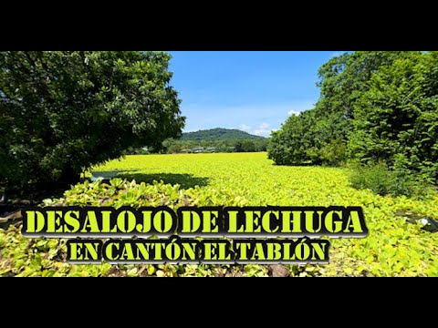 EXTRACCIÓN DE LECHUGA en EL LAGO SUCHITLAN, CANTÓN EL TABLÓN, EL PARAÍSO, CHALATENANGO 10 25