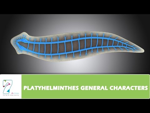 lárvák trohofore platyhelminthes