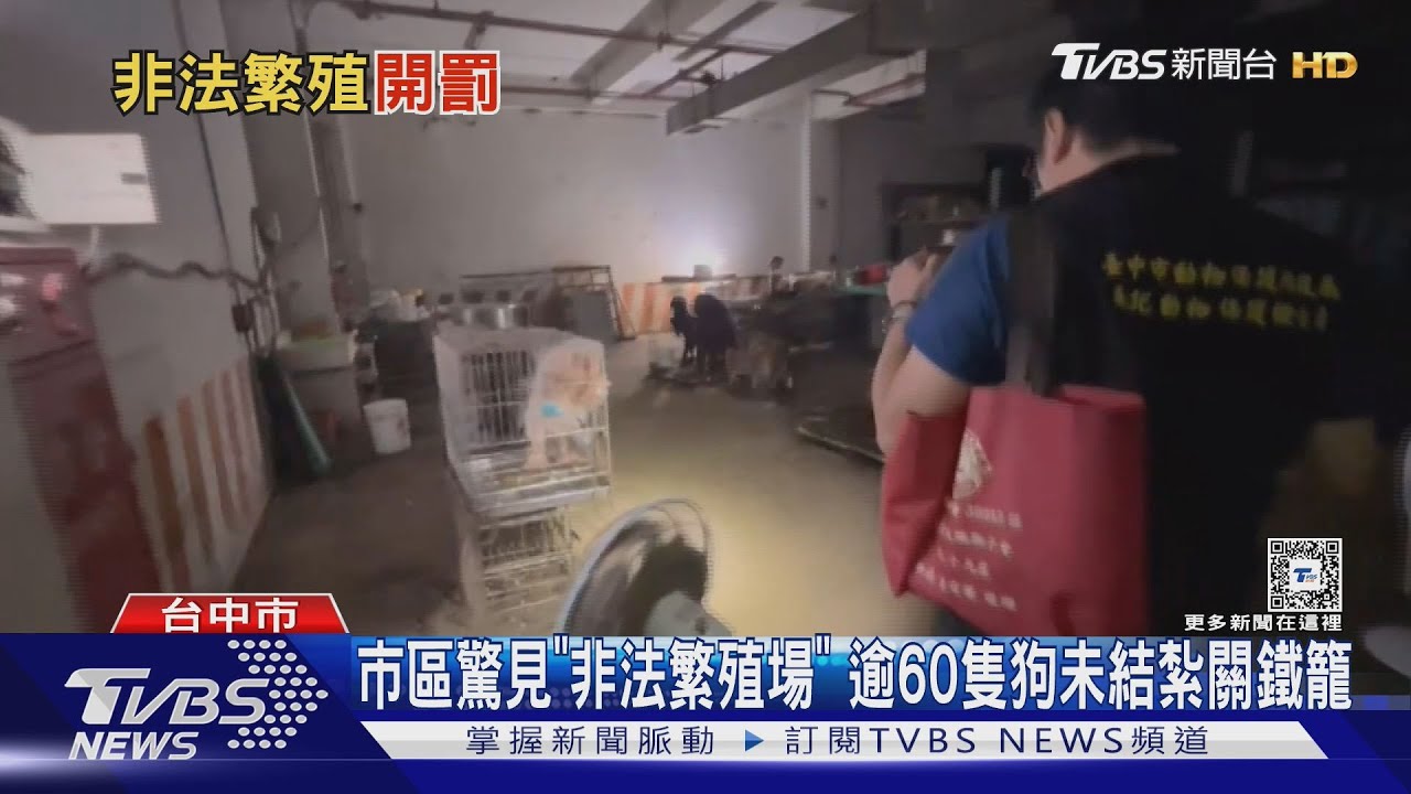 台中住宅社區驚見「非法繁殖場」 逾60隻狗未結紮關地下室和頂樓
