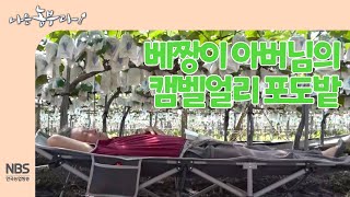 [나는농부다 260회] 베짱이 아버님의 캠밸얼리 포도밭