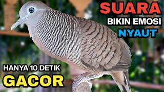 Download lagu Perkutut Lokal Gacor Suara Besar Pancingan Burung Perkutut Agar Cepat Bunyi. mp3 Download lagu Perkutut Lokal Gacor Suara Besar Pancingan Burung Perkutut Agar Cepat Bunyi. mp3