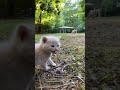 Baby Kitten Meowing For Mom To Rescue Him