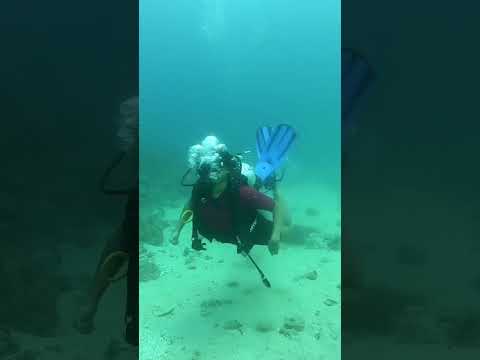 Scuba Diving Havelock: Discovering the Wonders of the Andaman Sea