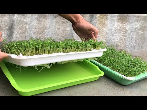 No need for a garden, growing sprouts without soil