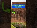 Thailand S Most Disgusting Torture Method The Chicken Poop Prison History 101