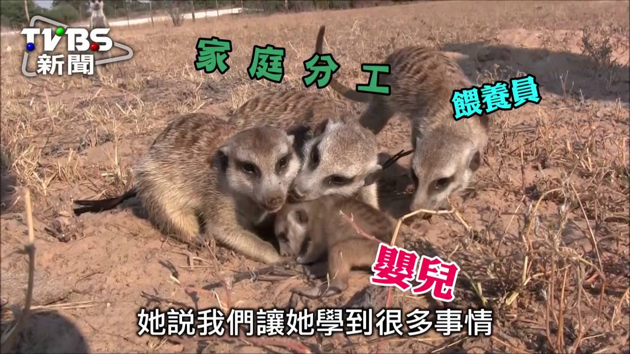 女強人因病幾近失明　為見狐獴奇蹟治癒