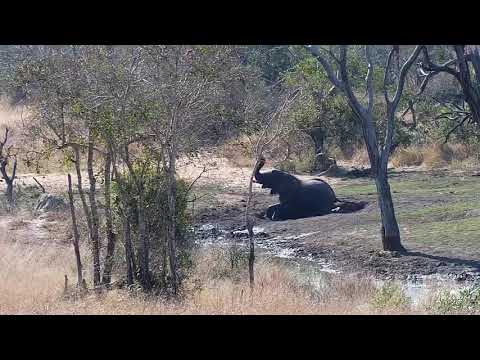 Djuma: Elephants, Hippo, Antelopes and different birds - 14:20 - 08/25/20