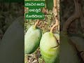 ಮಾವಿನ ಕಾಯಿ ಅಳುತ್ತಿದೆ ನೋಡಿದೀರಾ Mavina Kaayi Alutt