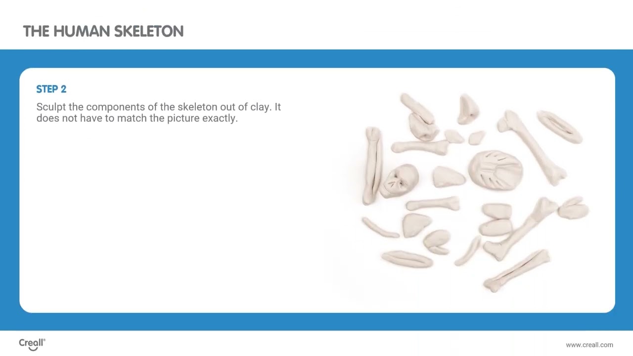 Lesson plan: the human skeleton