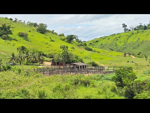 ✨️ FAZENDA 127.5 ALQUEIRES / DUPLA APTIDÃO A VENDA CARLOS CHAGAS-MG VOO DO DRONE ✨️