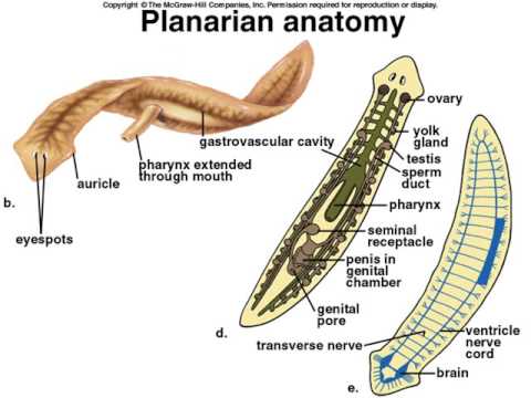 molekuláris filogenezis platyhelminthes)