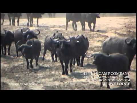 Large buffalo herds in Luangwa, Zambia
