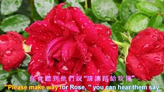 Rose, Rose, I Love You   / Frankie Laine   ❤  玫瑰玫瑰我愛你 [ 中英 字幕 ]