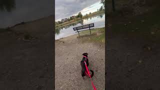 Big G Puppy Dog Get Around